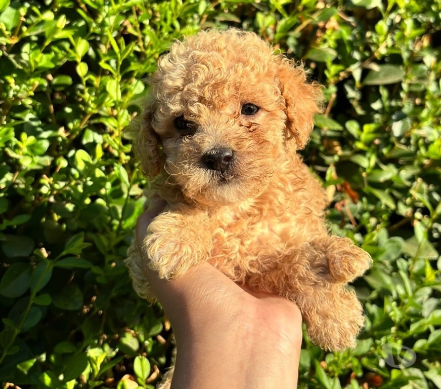 Gatos en Venta Santiago Macul - Fotos de Poodle micro toy apricot