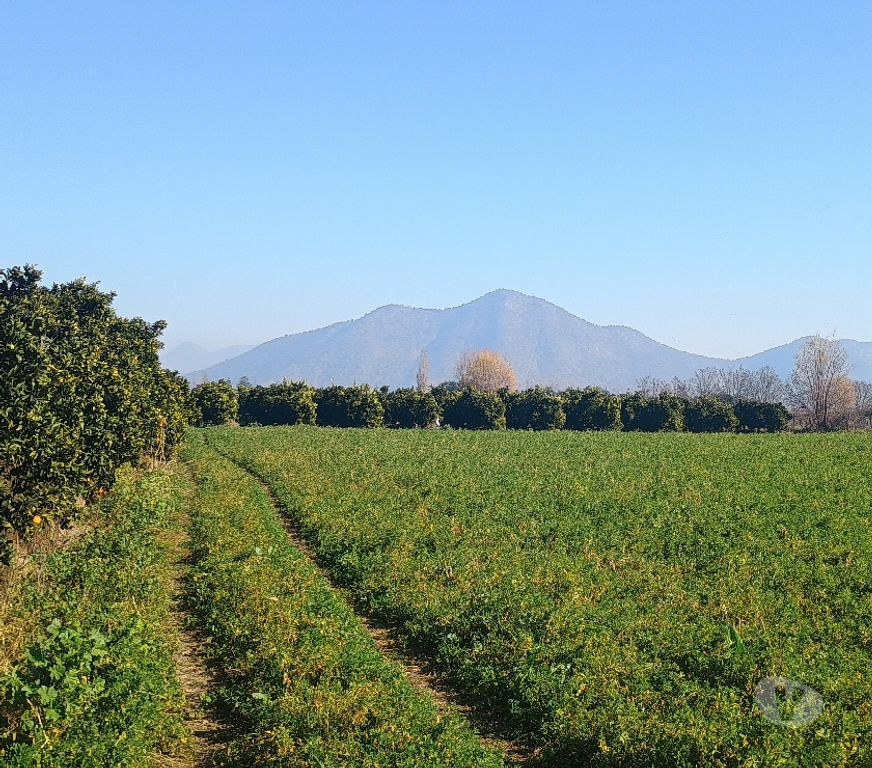 Venta de Haciendas Cachapoal San Vicente - Fotos de PARCELA CON PLANTACION DE NARANJOS CAMINO A ZUÑIGA