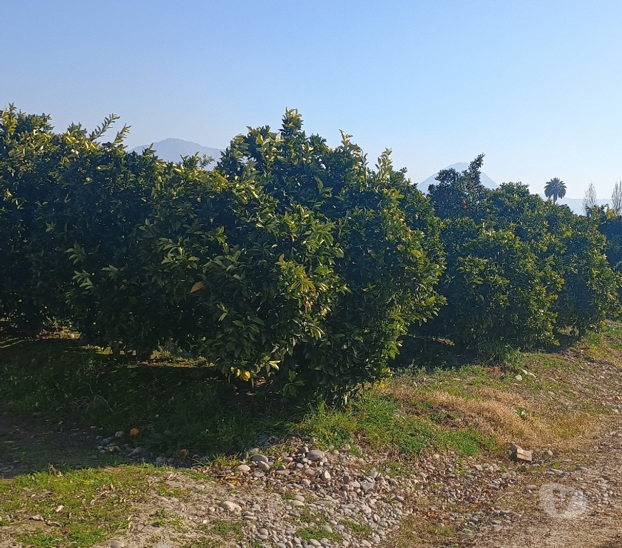 Venta de Haciendas Cachapoal San Vicente - Fotos de PARCELA CON PLANTACION DE NARANJOS CAMINO A ZUÑIGA