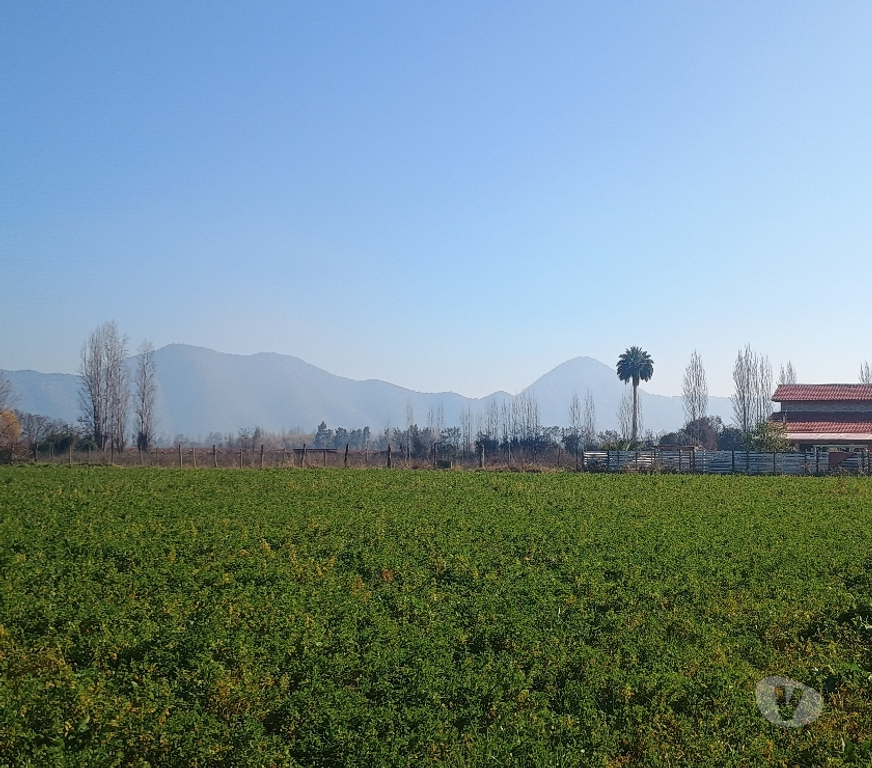 Venta de Haciendas Cachapoal San Vicente - Fotos de PARCELA CON PLANTACION DE NARANJOS CAMINO A ZUÑIGA