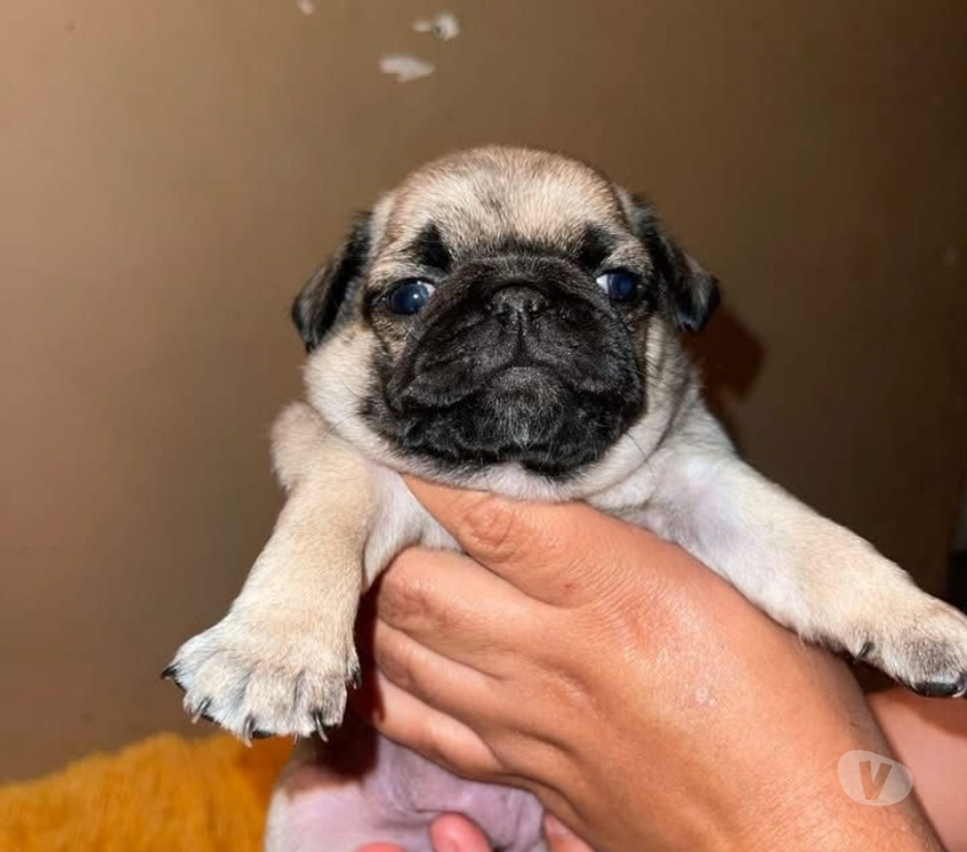 Gatos en Venta Santiago Santiago - Fotos de Cachorros pug hembra y macho