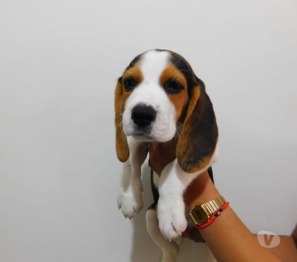 Mascotas en Venta Santiago Santiago - Fotos de Raza beagle enanos
