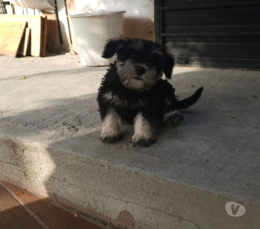 Gatos en Venta Santiago Santiago - Fotos de Schnauzer sal y pimienta