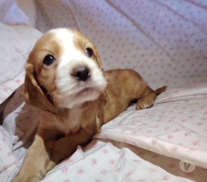 Perros en Venta Santiago Santiago - Fotos de Cachorros cocker