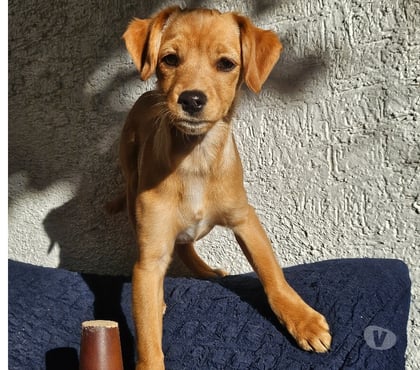 Adopción de Gatos San Miguel Santiago - Fotos de Perrita de 5 meses aprox en adopción
