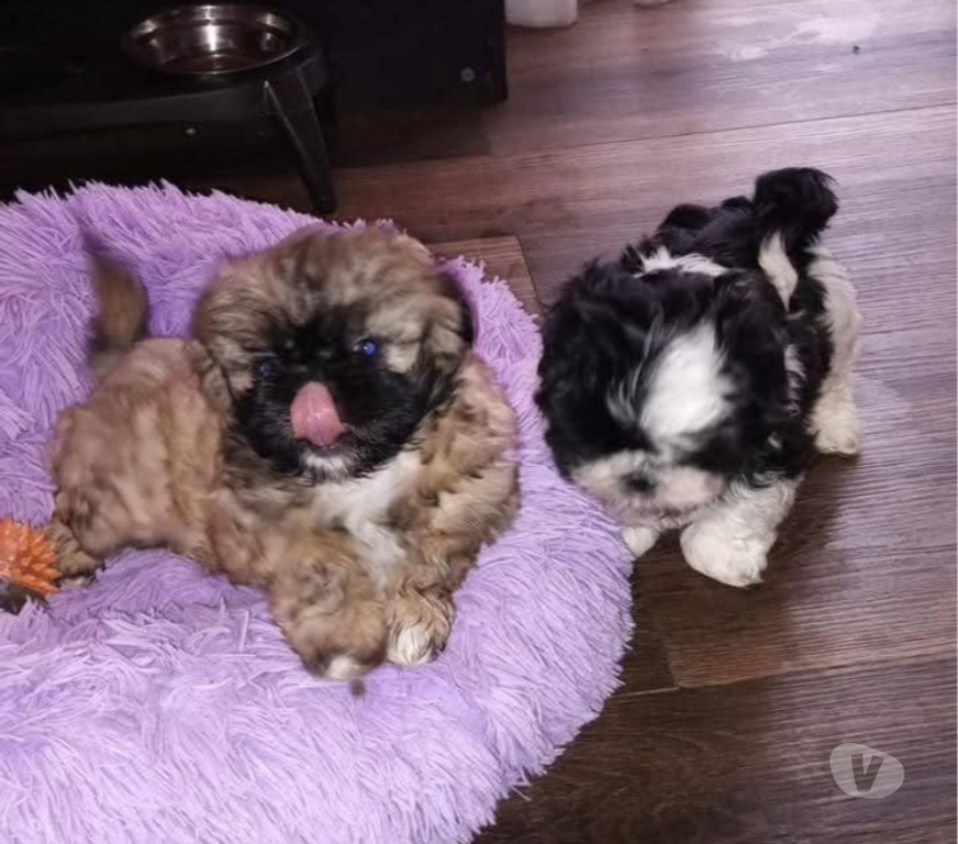 Gatos en Venta Santiago Santiago - Fotos de Shih tzu hermosos