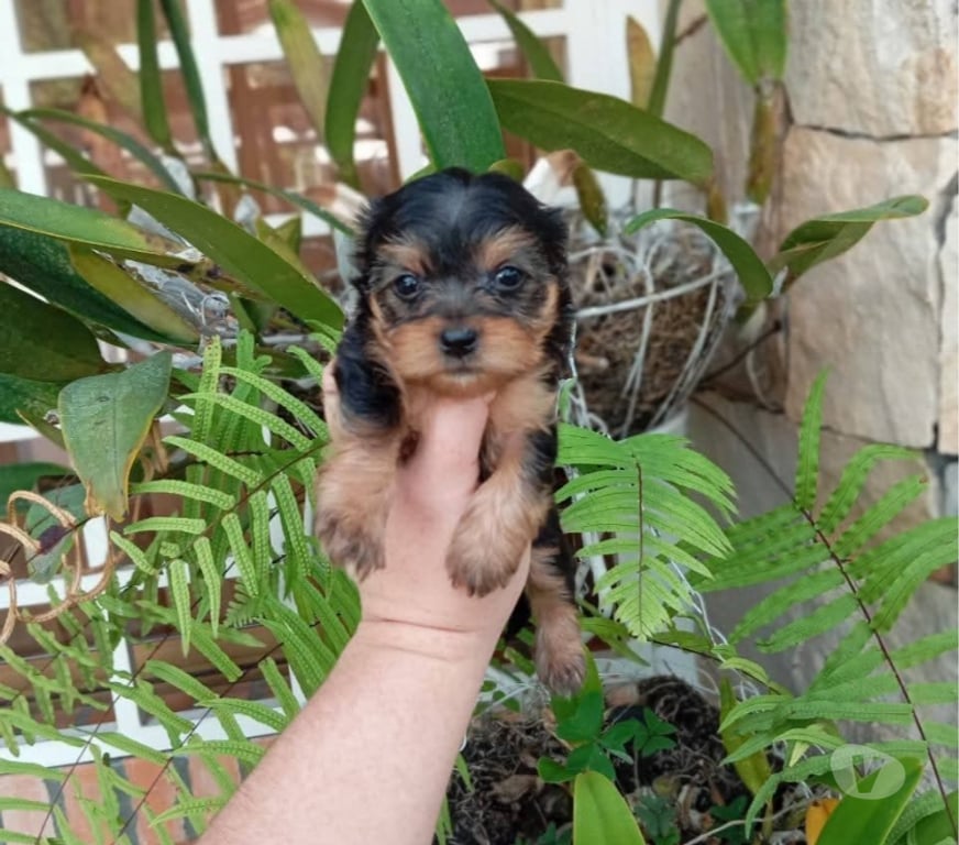 Gatos en Venta Santiago Santiago - Fotos de Yorkshire terrier hembra y machos