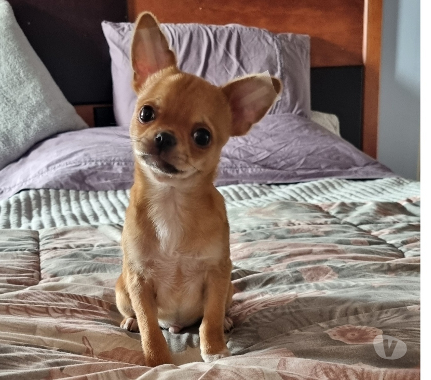 Gatos en Venta Santiago Recoleta - Fotos de Bello chihuahua