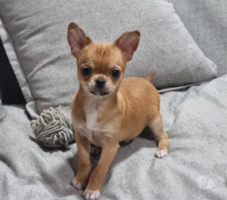 Gatos en Venta Santiago Recoleta - Fotos de Bello chihuahua