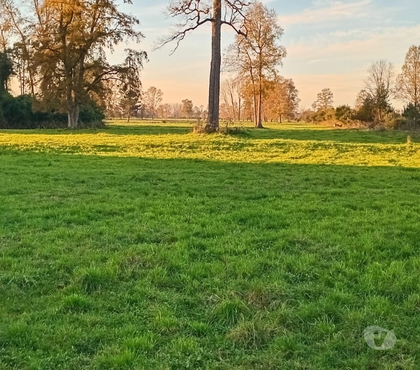 Fundos en Venta Río Buen Ranco - Fotos de Se vende fundo ganadero y agrícola