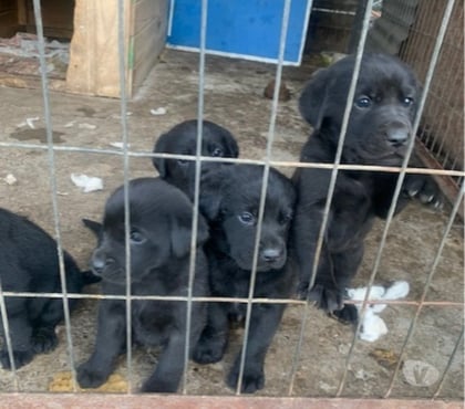 Gatos en Venta Macul Santiago - Fotos de cachorros labradores