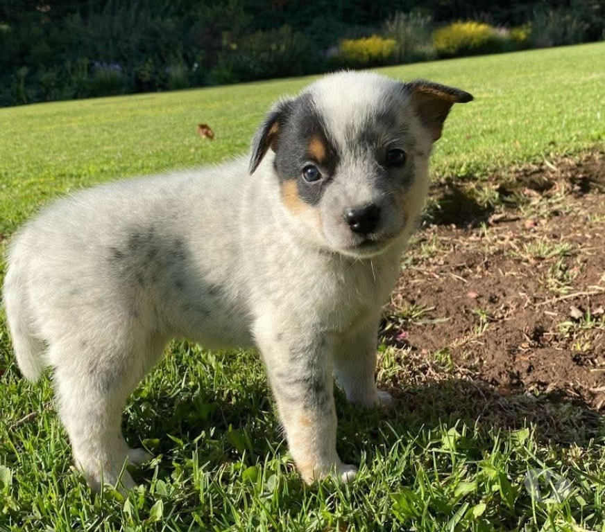 Gatos en Venta Santiago Santiago - Fotos de Cachorros pastor australiano