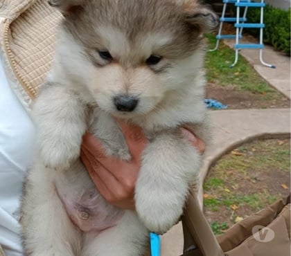 Perros en Venta Santiago Santiago - Fotos de Raza alaskan malamute
