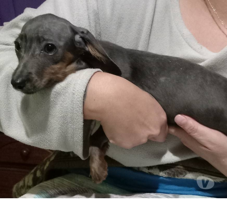 Gatos en Venta Llanquihue Frutillar - Fotos de Salchichas cachorritos