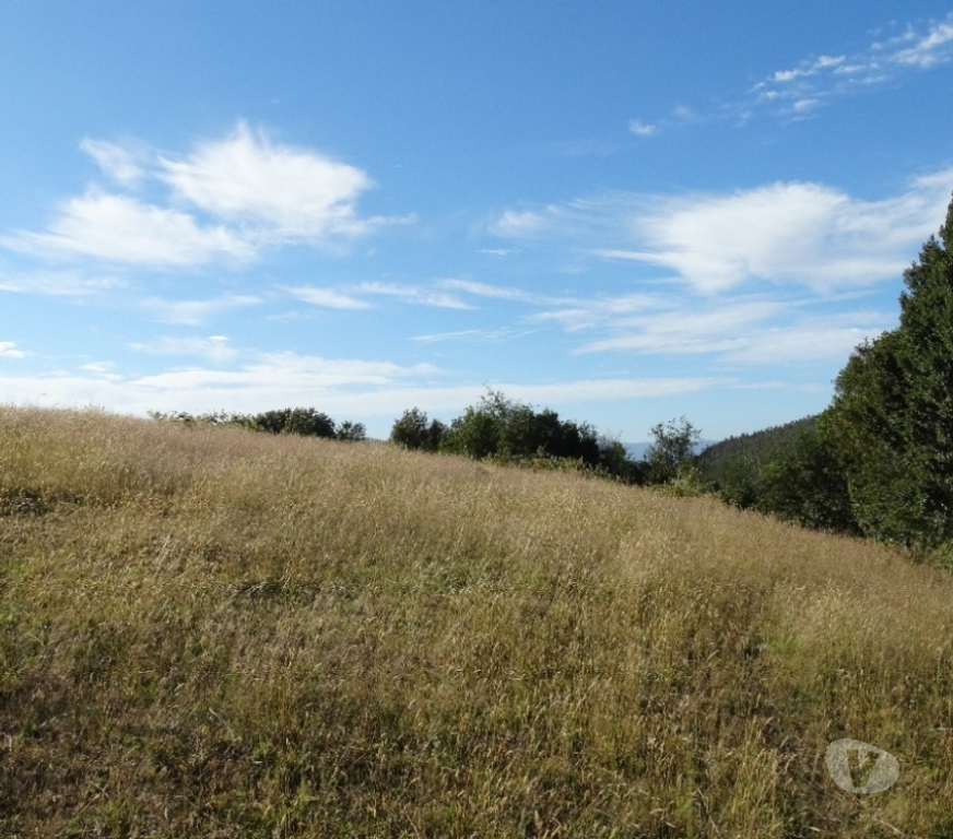 Parcelas en Venta Llanquihue Fresia - Fotos de VENTA DE 36 HECTÁREAS EN FRESIA.