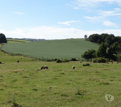 Terrenos en Venta Fresia Llanquihue - Fotos de VENTA DE 36 HECTÁREAS EN FRESIA.