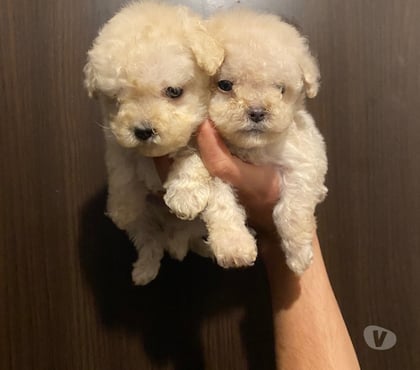 Perros en Venta Independencia Santiago - Fotos de Hermosas Hembritas Micro toys