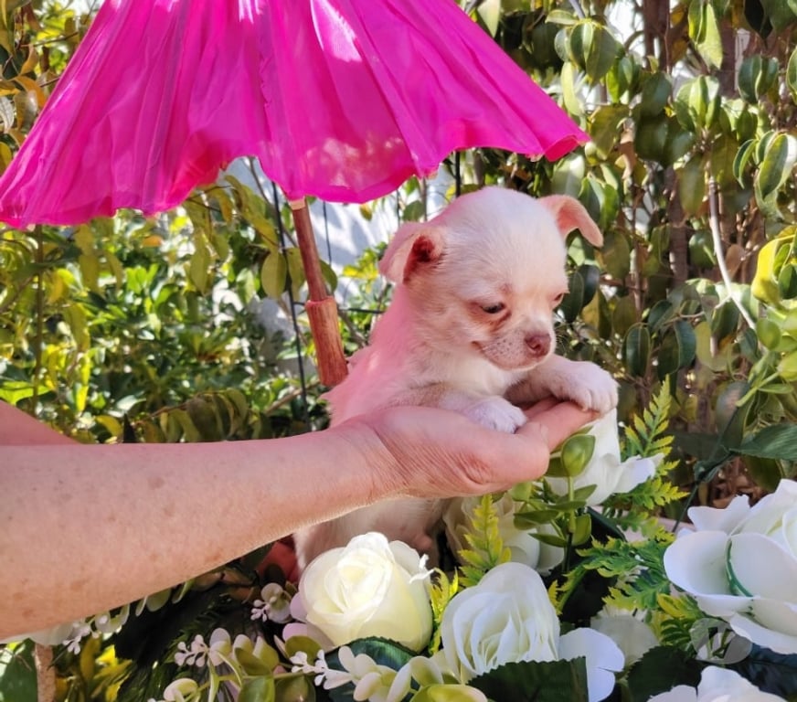Gatos en Venta Santiago Santiago - Fotos de Machito Chihuahua pelo corto (+569 71241718)