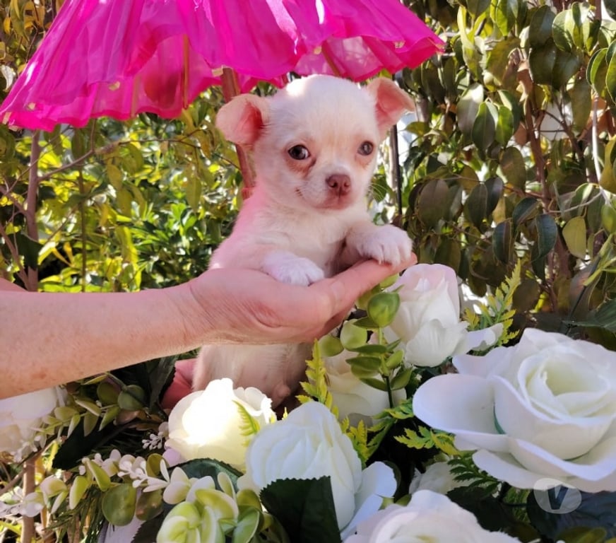 Gatos en Venta Santiago Santiago - Fotos de Machito Chihuahua pelo corto (+569 71241718)