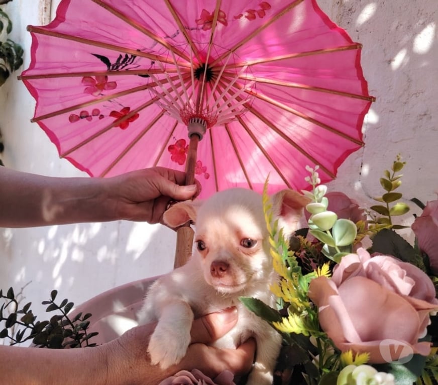 Gatos en Venta Santiago Santiago - Fotos de Machito Chihuahua pelo corto (+569 71241718)