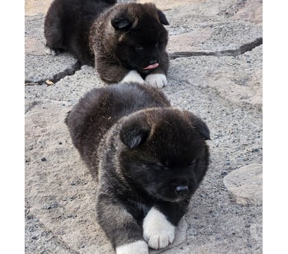 Perros en Venta Valparaíso Valparaíso - Fotos de Cachorros akita americano machos