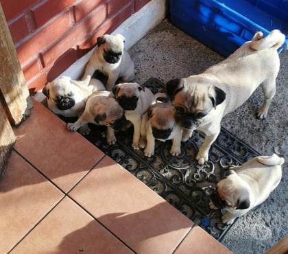 Gatos en Venta Quilpué Valparaíso - Fotos de cachorros pug carlino
