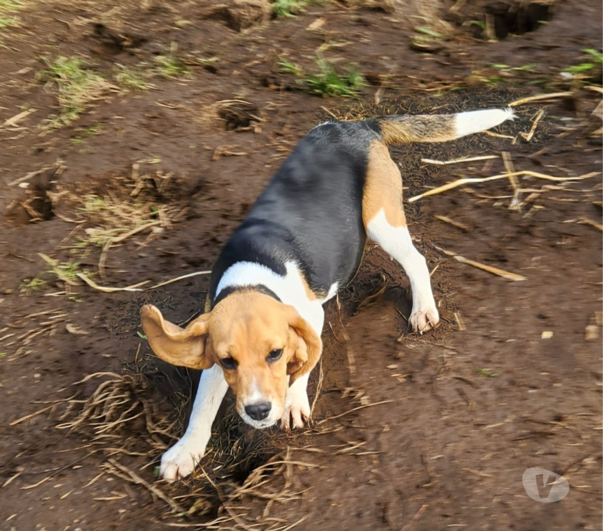 Gatos en Venta Llanquihue Frutillar - Fotos de Beagles cachorros