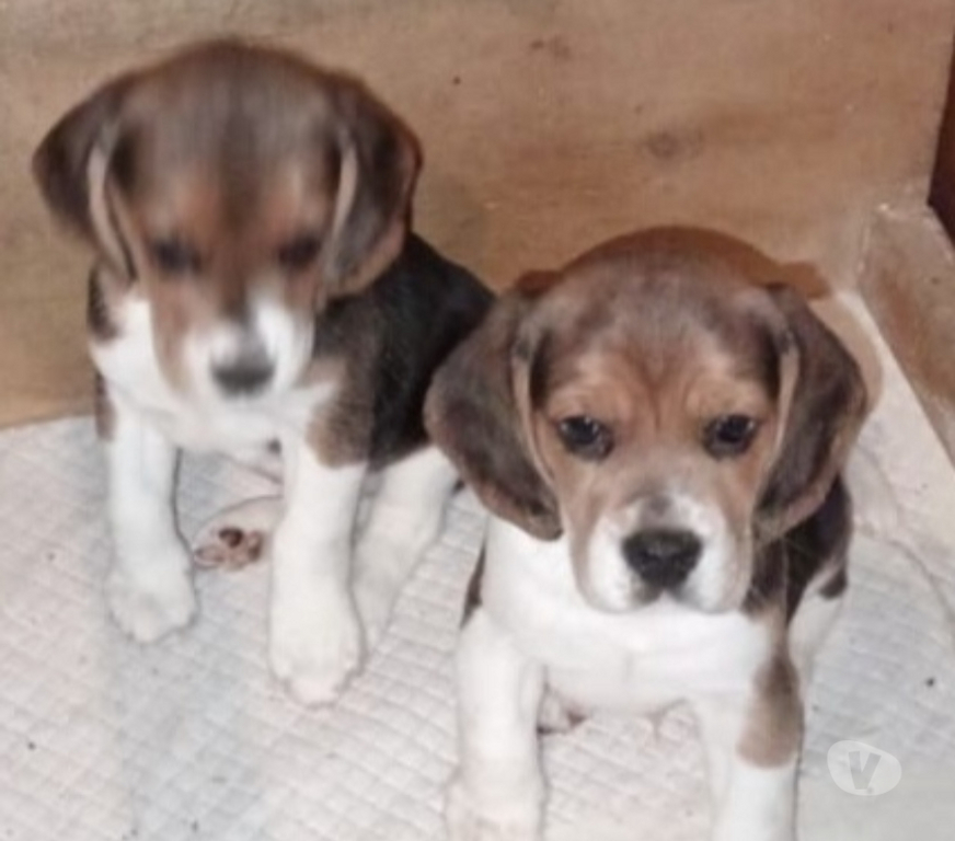 Gatos en Venta Llanquihue Frutillar - Fotos de Beagles cachorros