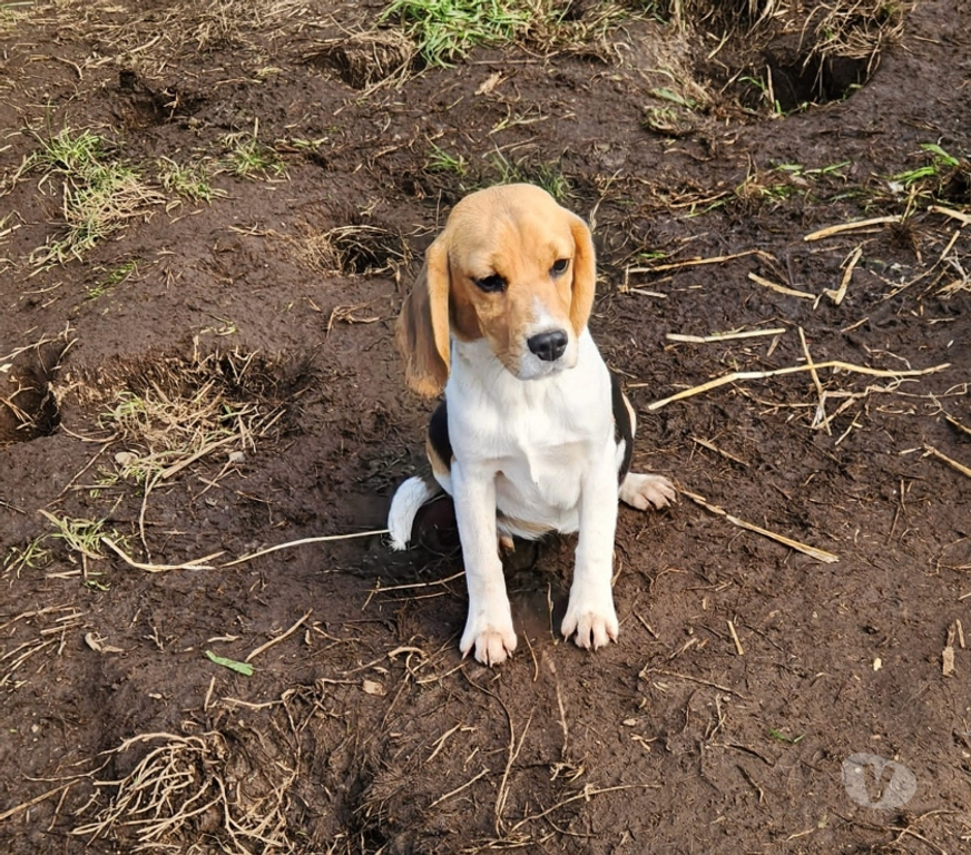 Gatos en Venta Llanquihue Frutillar - Fotos de Beagles cachorros
