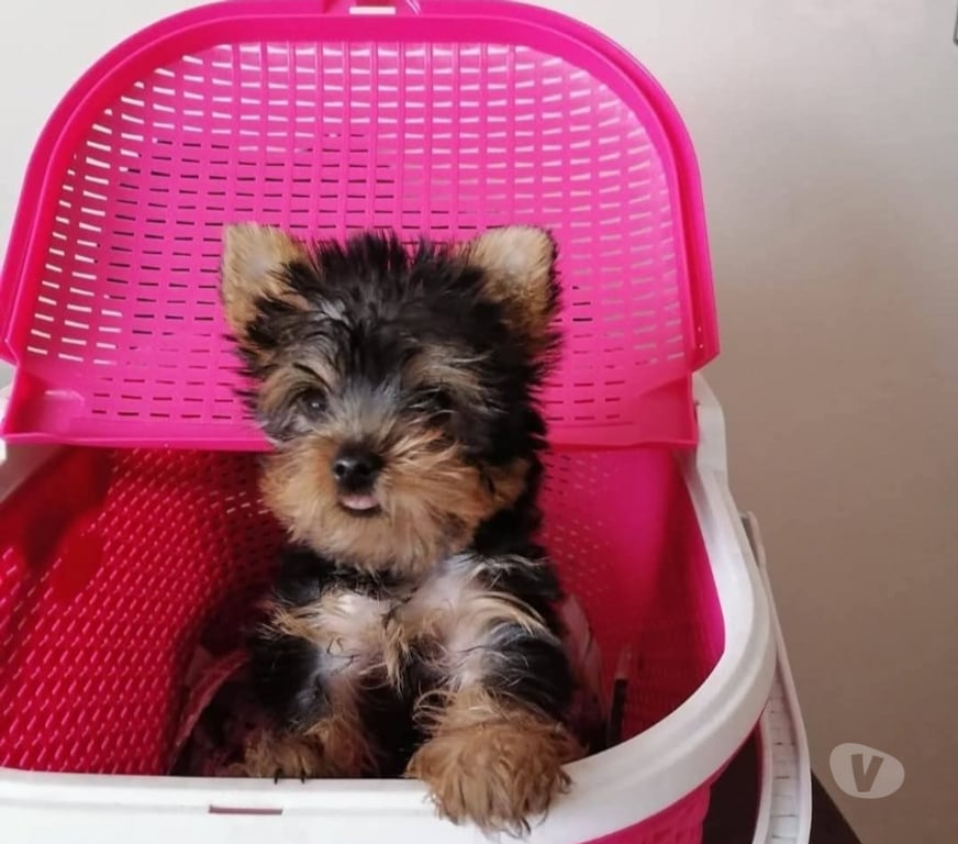 Gatos en Venta Santiago La Florida - Fotos de Yorkshire micro toy $130.000