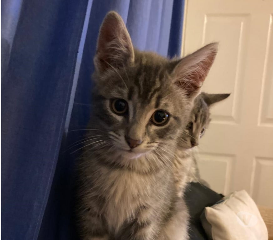 Adopción ed Animales Concepción Concepción - Fotos de SE REGALAN GATITOS DE TRES MESES Y MEDIO