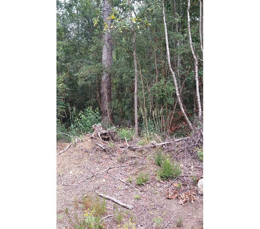Venta de Haciendas Cautín Villarrica - Fotos de Parcelas sector molco