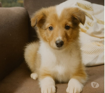 Perros en Venta Puerto Montt Llanquihue - Fotos de Hermosos Rough Collie