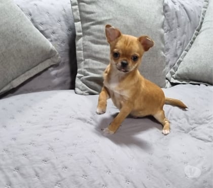 Gatos en Venta Recoleta Santiago - Fotos de Cachorrito Chihuahua