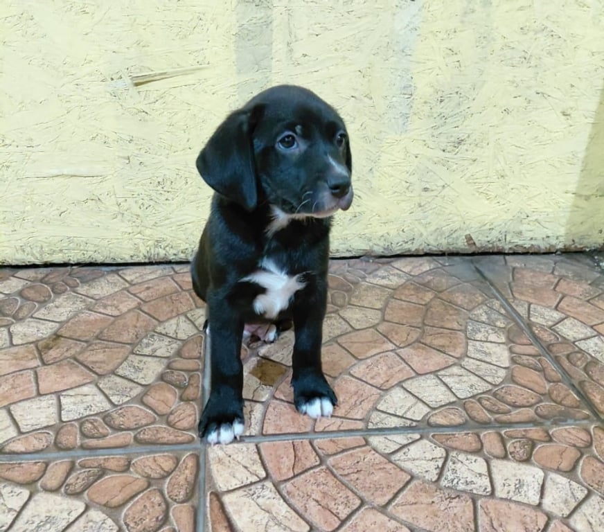 Adopción ed Animales Santiago Quinta Normal - Fotos de 5 Cachorros en adopción
