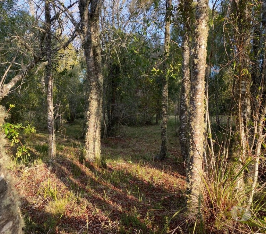 Parcelas en Venta Cautín Villarrica - Fotos de Parcela en a 10 minutos de Villarrica bosque nativo