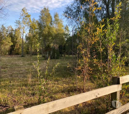 Terrenos en Venta Villarrica Cautín - Fotos de Parcela en a 10 minutos de Villarrica bosque nativo