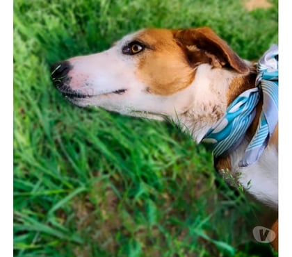 Adopción ed Animales La Reina Santiago - Fotos de Nieve busca una familia