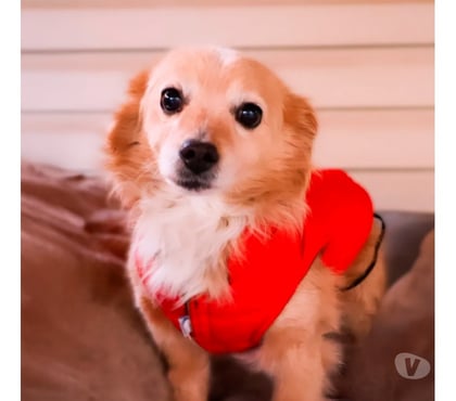 Adopción ed Animales La Reina Santiago - Fotos de Panchito busca un hogar