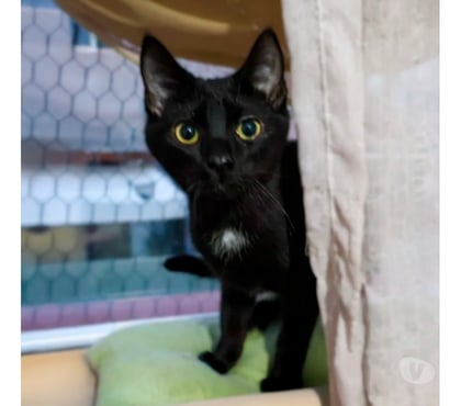 Adopción ed Animales La Reina Santiago - Fotos de Tomi busca un hogar