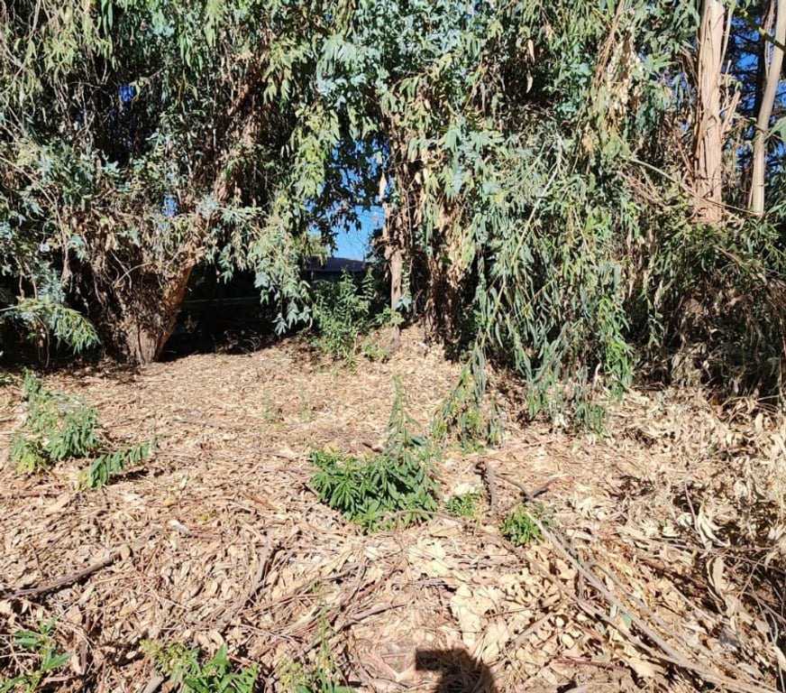 Parcelas en Venta Cachapoal Machal - Fotos de Terreno La Campiña , Machalí