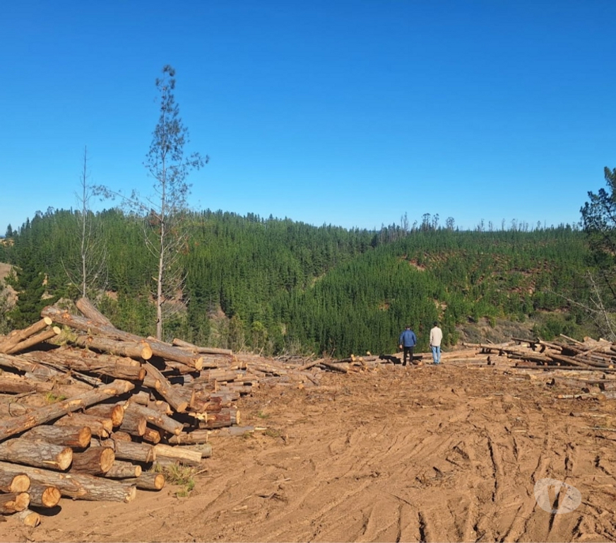 Parcelas en Venta Cardenal Caro Paredones - Fotos de Terreno Cercano a Paredones