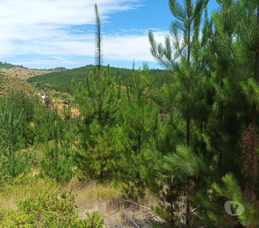 Parcelas en Venta Cardenal Caro Paredones - Fotos de Terreno Paredones