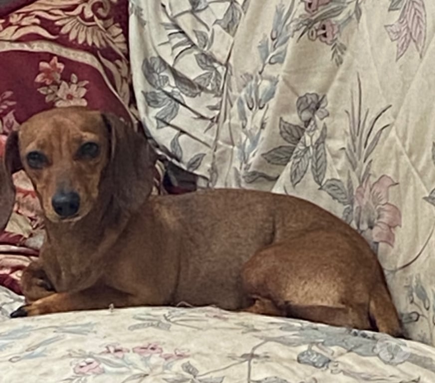 Adopción ed Animales Valparaíso Viña del Mar - Fotos de Se dan en adopción dos hembritas raza pequeña mezcla