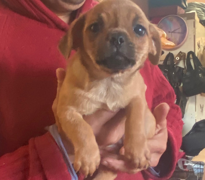 Adopción ed Animales Viña del Mar Valparaíso - Fotos de Se dan en adopción dos hembritas raza pequeña mezcla