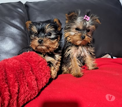 Gatos en Venta Buin Maipo - Fotos de Yorkshire Hembra minitoy