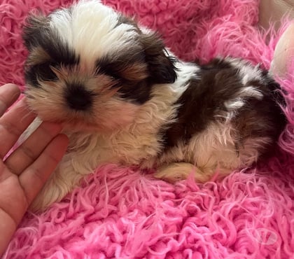 Perros en Venta Maipú Santiago - Fotos de Hermoso Shih Tzu macho