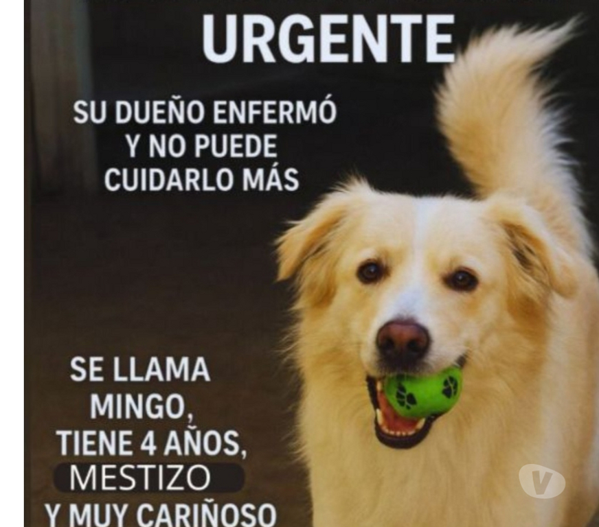 Adopción ed Animales Santiago Macul - Fotos de Perrito mestizo 4 años