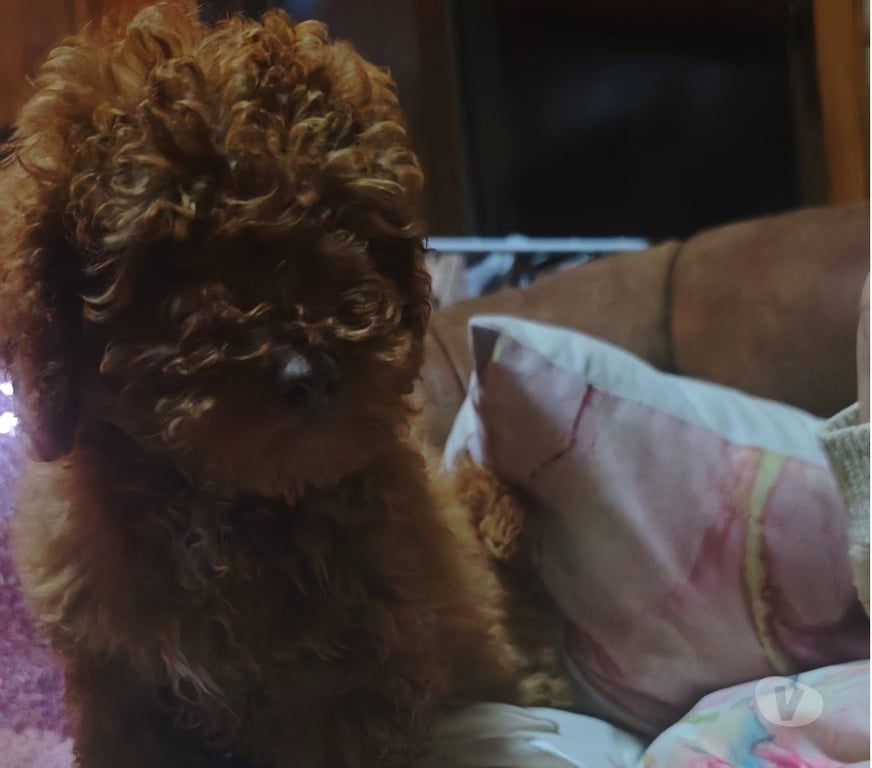 Gatos en Venta Llanquihue Puerto Montt - Fotos de Hermoso poodles rojo