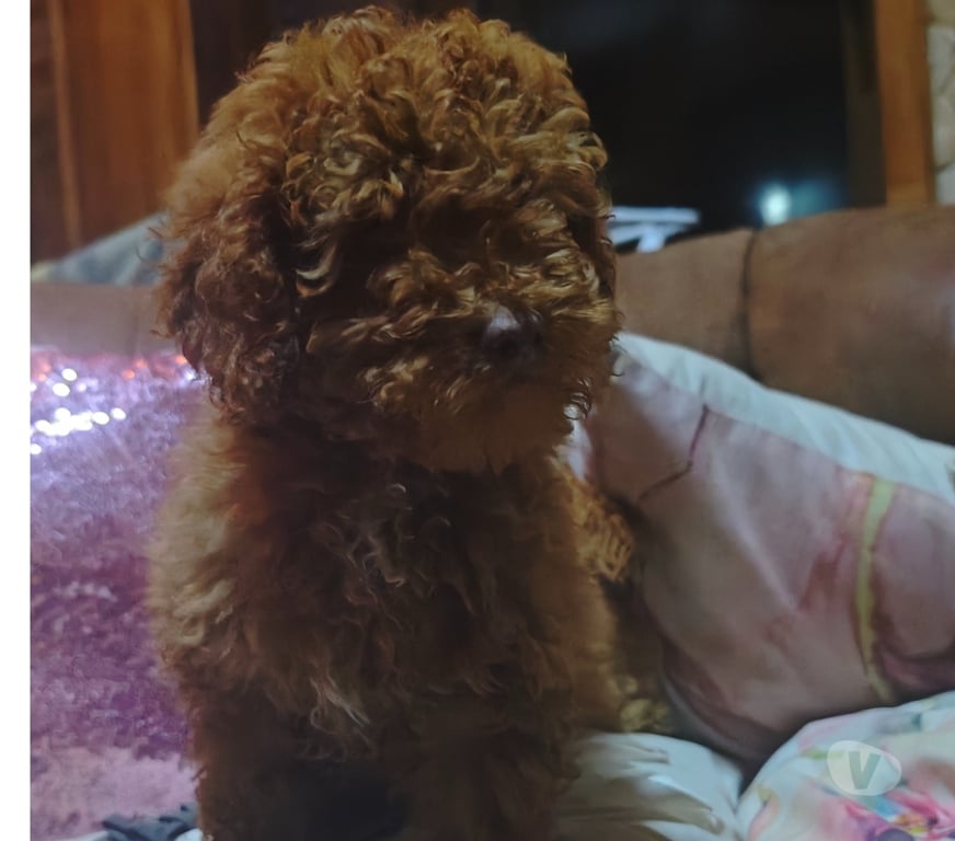 Gatos en Venta Llanquihue Puerto Montt - Fotos de Hermoso poodles rojo